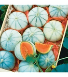 10 Rare Silver Fox Melon Seeds | Bright Striped Heirloom Melon | Sweet Summer Fruit for Garden Beds & Warm Climates | Non-GMO