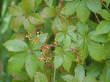 Virginia Creeper Vine Cuttings, Parthenocissus quinquefolia, 12 Rooted Clippings, Native Climbing Vine, USDA Zones 3-9