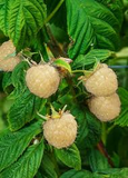 5 Snowbank White Blackberry Plants - Rubus fruticosus | Live Starter Plants | Unique Edible Fruit Shrub for Gardens & Berry Patches