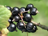 Ribes nigrum Seeds - 25 Count - Black Currant - Alaska Grown - Zone 3 Hardy
