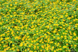 Wedelia Trilobata Cuttings, 12 Rooted Vine Starts, Yellow-Orange Flowers, Ground Cover Plant, USDA Zones 8-11