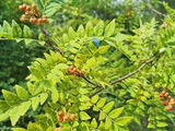 Zanthoxylum piperitum Cuttings - 4 Count - Japanese Pepper Tree - Fragrant Foliage