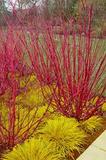 Red Osier Dogwood Cuttings - 30 Live 12-inch Stems, Cornus sericea, USDA Zones 3-8