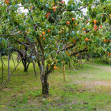 Persimmon Tree Cuttings - 3 Live Cuttings, Diospyros kaki, Rooting/Grafting, USDA Zones 6-11