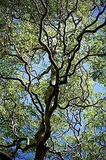 Corkscrew Willow Cuttings - 10 Live Cuttings, Salix matsudana 'Tortuosa', USDA Zones 3-10