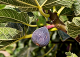 Black Madeira Fig Cuttings - 2 Live Cuttings, Ficus carica, Includes Willow Water