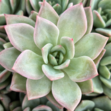 Echeveria Blue Sky 5 Succulent Cuttings Pink Leaves Rosette Form Drought Tolerant