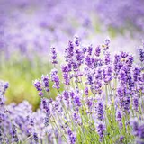 15 Organic Live California Lavender 6"  Unrooted Cuttings (Lavandula angustifolia), Fragrant Garden Plant, Ideal for Growing & Propagation