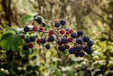Florida Blackberry Cuttings, 7 Live Rooted Clippings, Thorny Bramble, Fruit Bearing, USDA Zones 8-10