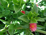 Aptenia Cordifolia Cuttings | 20 Red Apple Ice Plant | Baby Sun Rose | Succulent Groundcover | Drought Tolerant