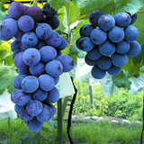 Fujiminori Grape Cuttings, Vitis vinifera 'Fujiminori', 5 Hardwood Stems, Japanese Table Grape, USDA Zones 6-9