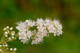 White Meadowsweet - 5 Starter Plugs Seedlings, Spiraea alba, Native Perennial