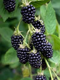 5 Blackberry Scion Unrooted Cuttings (Rubus fruticosus), Perfect for Rooting or Grafting, Hardy Fruit Plant