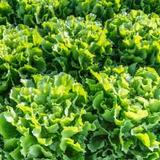 850 Seeds Endive Broadleaf Batavian (Cichorium endivia) - Non-GMO, Heirloom, Bitter Green, Easy to Grow, Perfect for Salad & Garden Planting