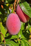 5 RED MANGO Fruit Tree Scion Unrooted Cuttings for Rooting or Grafting - Mangifera indica, Tropical Fruit, Sweet Red Mango
