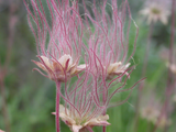 20 Prairie Smoke Fire Flower Seeds – Geum triflorum – Rare Wildflower Seeds for Garden – Unique Feather-Like Blooms