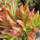 3 Crassula capitella Campfire Succulent Cuttings - Unrooted, Red and Green, Jade Plant, Succulent Cactus, Home Decor, Gardening Gift