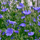 100 Chicory Wildflower Seeds | Cichorium intybus | Non-GMO Blue Flower Seeds for Pollinator Gardens & Meadows