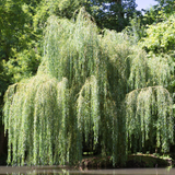 Weeping Willow Cutting - Salix babylonica - 14-24" Bare Root - Fast Growing Tree