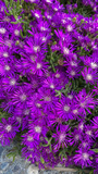 12 Creeping Ice Plant Purple/Pink 4-7" Unrooted Cuttings, Ground Cover Succulent, Rare Delosperma, Easy to Grow, Vibrant Succulent Plants