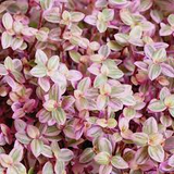 15 Tiny Pretty Pink Tradescantia Unrooted Cuttings | Spiderwort, Tradescantia pallida, Easy to Root, Decorative Pink Indoor Plant