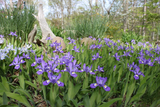 10 Crested Dwarf Iris Plants - Iris cristata | Bare Root Wildflower | Native Perennial for Shade & Woodland Gardens