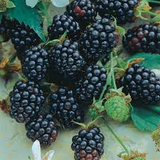 5 TRIPLE CROWN BLACKBERRY Scion Cuttings (Rubus fruticosus) for Rooting or Grafting, 8-10", Heirloom, Sweet Blackberry Bush