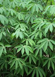 Manihot esculenta Cuttings - 5 Count - Sweet Cassava - Yuca Plant