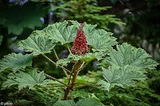 Oplopanax horridus Root - 1 Live Cutting - Devil's Club - Alaska Wild Harvested