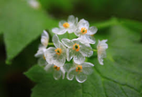 10 Skeleton Glass Flower Seeds – Diphylleia grayi – Rare Transparent Petals – Ghost Flower Seeds for Garden