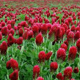 100+ Crimson Clover Seeds | Trifolium incarnatum | Fast-Growing Cover Crop or Pollinator Flower | Great for Soil & Spring Color