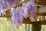 10 Hardy Purple Wisteria Unrooted Cuttings 6" - Wisteria Sinensis for Garden, Vines, and Pergolas