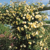 Lady Banks Rose Cuttings - 4 Count - Thornless - Rosa banksiae - Yellow Blooms