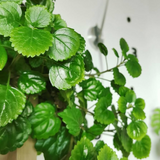 Plectranthus verticillatus Cuttings, 5 Stem Pieces, Swedish Ivy, Trailing Houseplant, USDA Zones 10-11