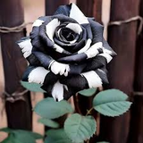 20 Rare Black & White Striped Rose Seeds - Unique Heirloom Variety - Striking Bicolor Blooms - Fragrant Perennial - Easy to Grow