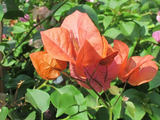 Bougainvillea Orange King Live Plant 1-2 Ft Tall Orange Blooms USDA Zones 9-11