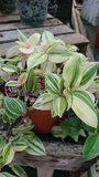 Tradescantia Green Cuttings - 10 Pcs, Fast-Growing Wandering Jew, Easy Houseplant, Water or Soil Propagation, Vibrant Trailing Vine