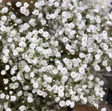 1,000 Baby’s Breath Seeds | Gypsophila elegans | Non-GMO Annual Flowers for Bouquets, Borders & Pollinator Gardens