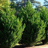 Leyland Cypress Cuttings - 10 Pack - Fast Growing Privacy Screen - Evergreen Hedge - Zones 6-10 -