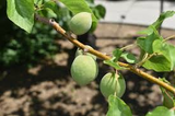 6 MOONGOLD APRICOT Scion Cuttings (Prunus armeniaca) Unrooted, Heirloom, Sweet Apricot Tree for Grafting or Rooting