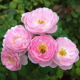 Scepter'd Isle Rose, 3 Unrooted Cuttings, 6" Long, Apricot-Pink Flowers, USDA Zones 5-9