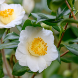 Camellia sinensis Cuttings - 6 Count - Cold Hardy Tea Plant - Zone 6b