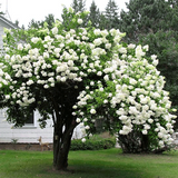 1 Japanese Snowball Viburnum - Viburnum plicatum | 12–18” Bare Root Shrub | Starter Landscape Plant with White Spring Blooms