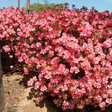 Hampton Beauty Azalea Rhododendron - Deciduous Starter Plant, 2-8 Inches Tall, in Nursery Pot