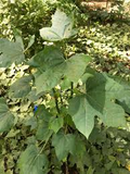 Chaya Tree Cuttings - 3 Live 6-8 Inch Stems, Cnidoscolus aconitifolius, Mayan Spinach, Tropical Edible Plant, Fast Growing