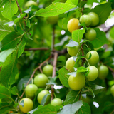 Prunus salicina Cuttings - 4 Count - Japanese Yellow Plum - Fruit Tree Propagation