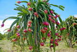 Robles Red Dragon Fruit Cuttings - 2 Pcs (8-10"), Self-Pollinating, Fast-Growing Pitaya, Tropical Fruit Plant, Exotic Cactus, Easy Care