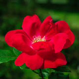 Knock Out Rose Cuttings - 3 Live 6" Unrooted Cuttings, Red Flowering Shrub