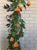 Tiger Eye Abutilon Starter Plant - Small Rooted Flowering Maple, Unique Orange Blooms, Houseplant or Patio, 4" Pot