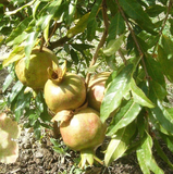 White Pomegranate Cuttings, Punica granatum, 10 Hardwood Stems, 8-10", USDA Zones 8-11